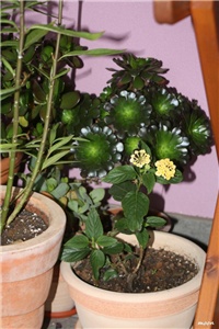 9ca60907-IMG_6511 lantana.jpg